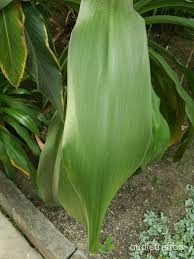 Crinum asiaticum leaf6.jpg